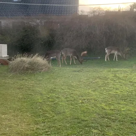 Zuidwest 6, Garden, Dunes&free Parking Villa