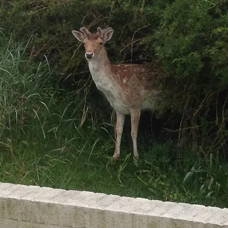 Zuidwest 6, Garden, Dunes&free Parking Villa