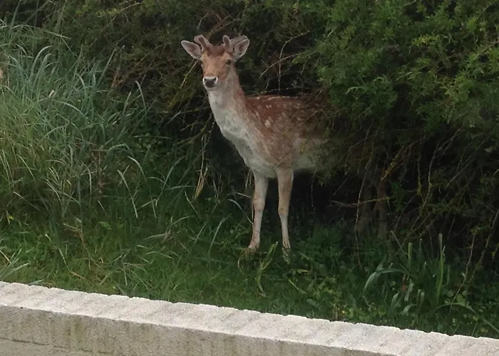 Zuidwest 6, Garden, Dunes&free Parking Villa